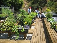 rooftop garden pic
